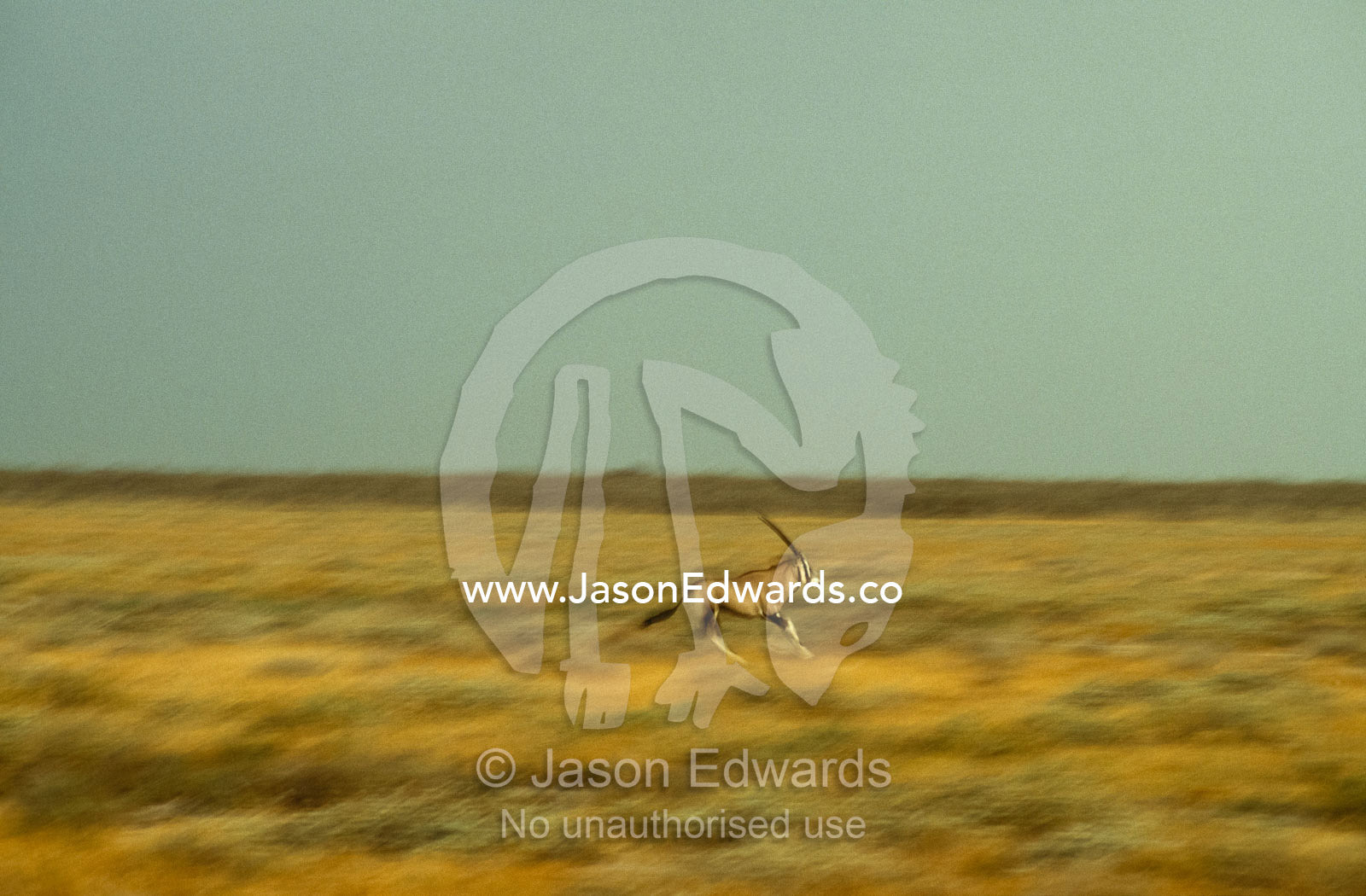 A gemsbok on the move, runs across a grassy plain at sunset. Etosha National Park, Namibia.