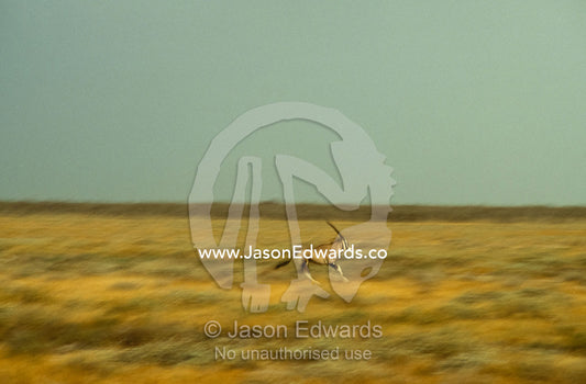 A gemsbok on the move, runs across a grassy plain at sunset. Etosha National Park, Namibia.