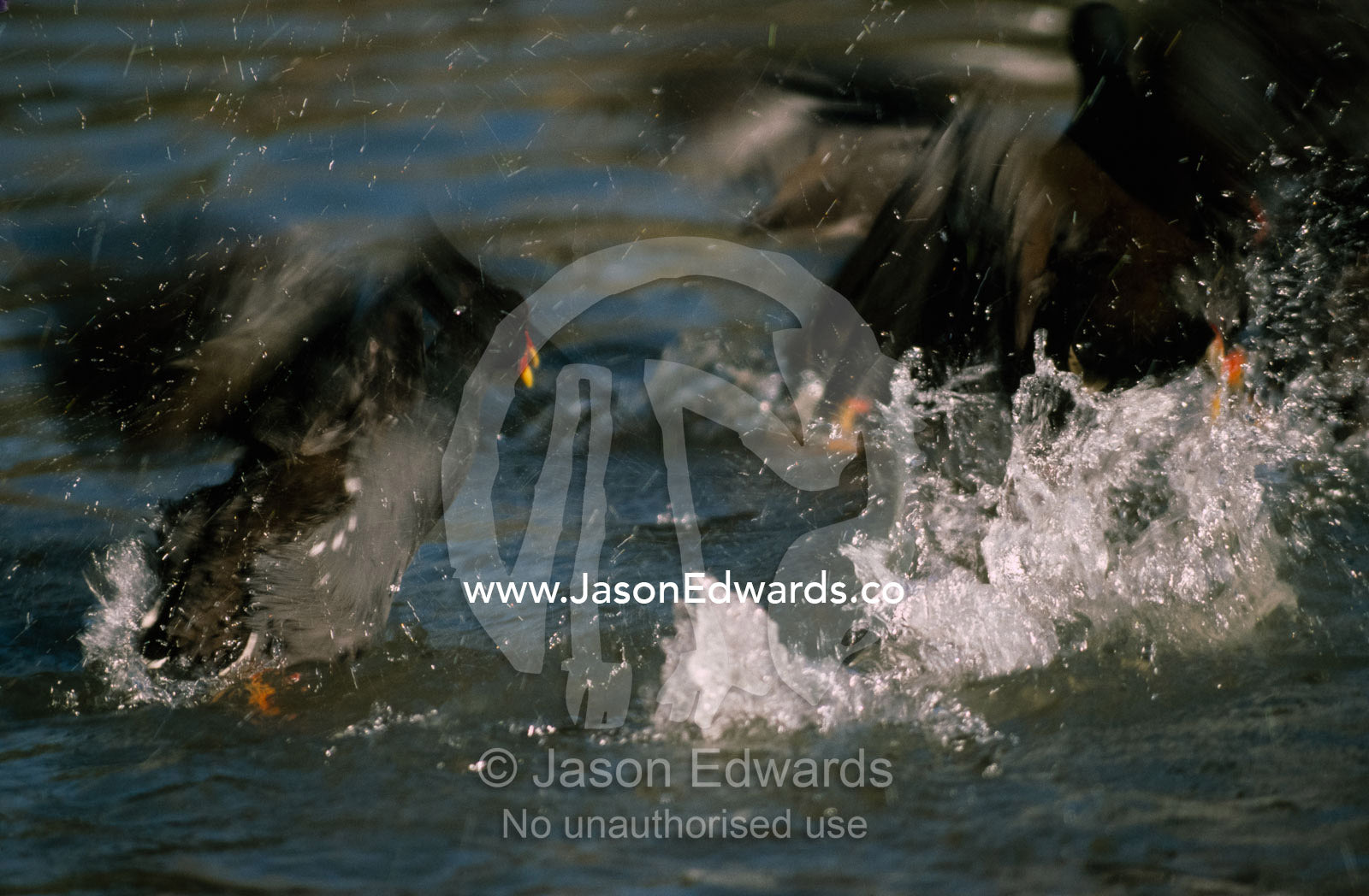 Dusky moorhens fight over territory in a wetland pond. Melbourne Zoo, Victoria, Australia.