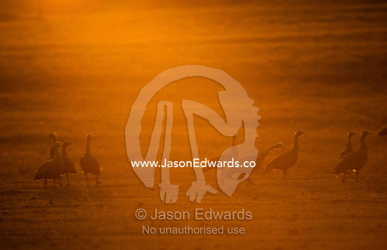 A flock of cape barren geese moving across farmland at sunset. Port Lincoln, South Australia.