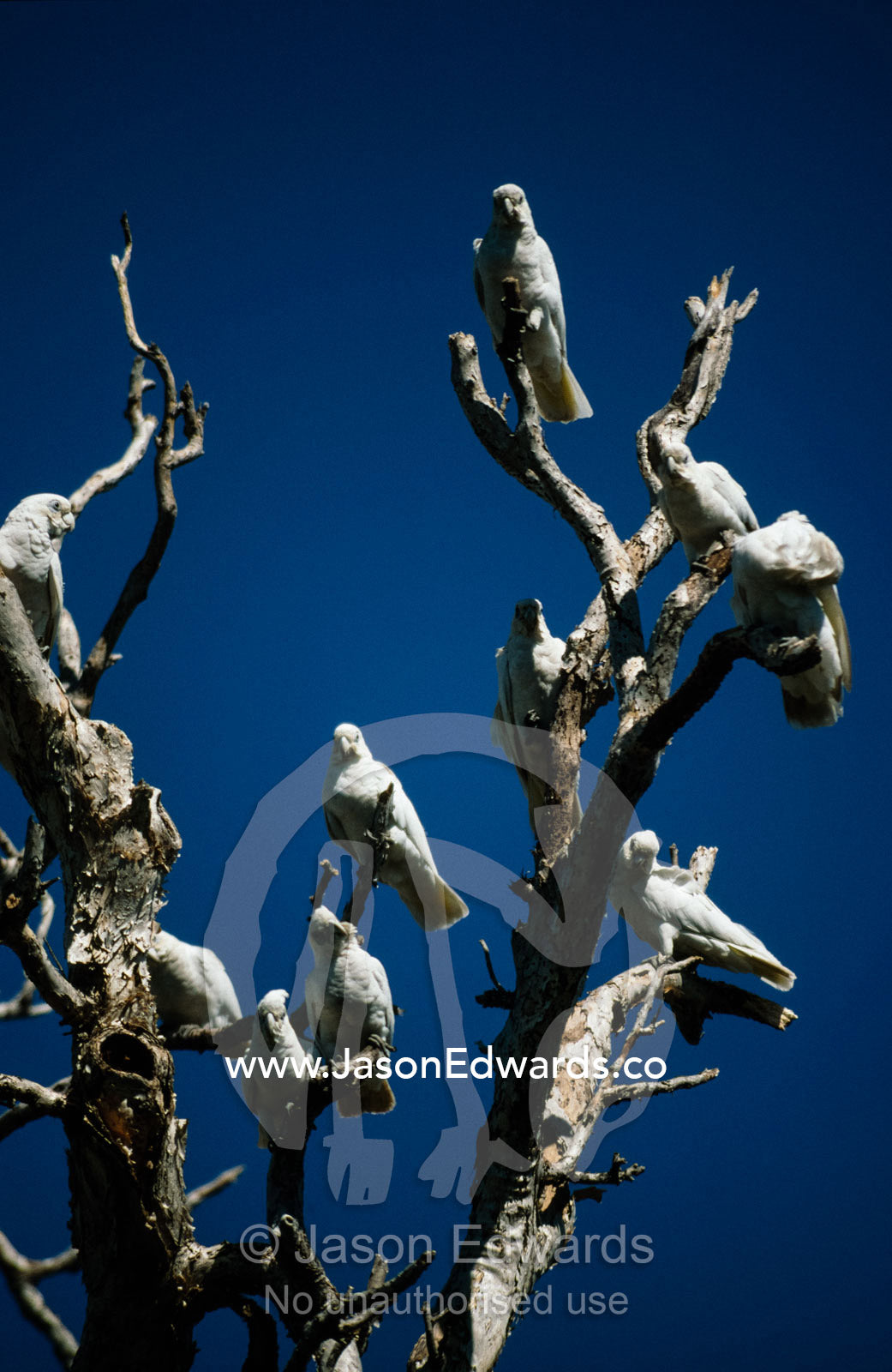 Little short billed corellas in a dead tree against a blue sky. Yellow Waters, Kakadu National Park, Northern Territory, Australia.