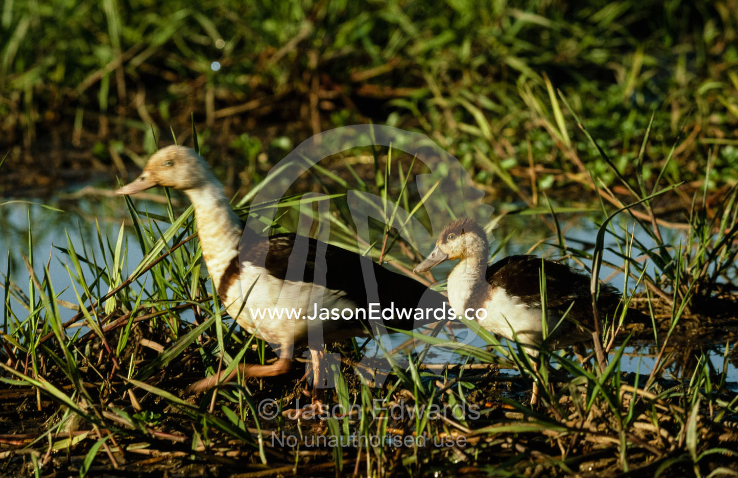A radjah shelduck,burdekin, with a chick in a wetland. Yellow Waters, Kakadu National Park, Northern Territory, Australia.