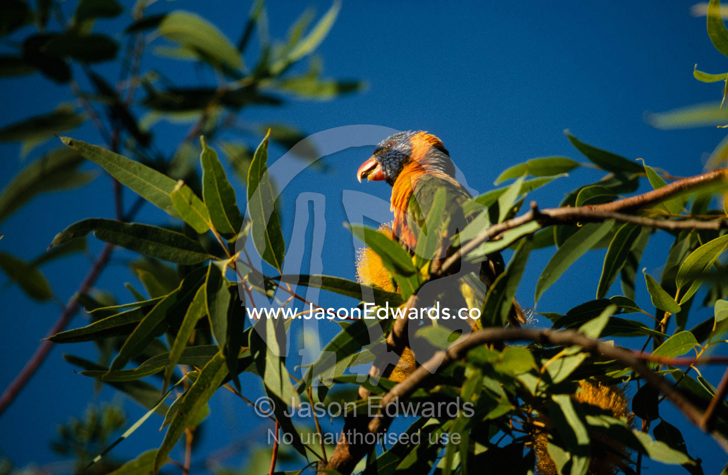 A red-collared lorikeet in a tree canopy. Yellow Waters, Kakadu National Park, Northern Territory, Australia.
