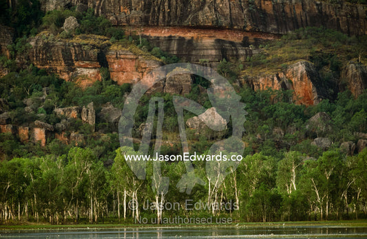 Egrets on a billabong lagoon beneath an ancient rock escarpment. Kakadu National Park, Northern Territory, Australia.