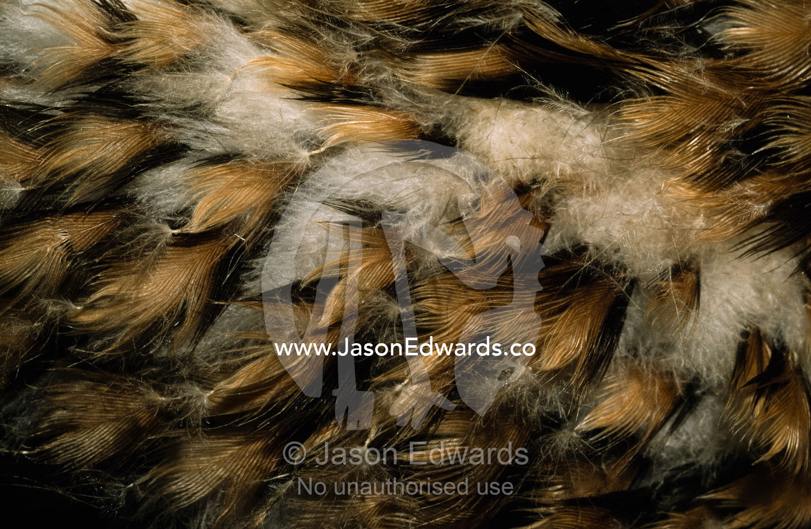 A close up of down and feathers of a whistling kit chick. Melbourne Zoo, Victoria, Australia.