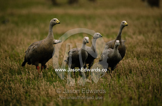 A Cape Barren goose pair and chicks  march across a field. Kyabrum, Victoria, Australia.