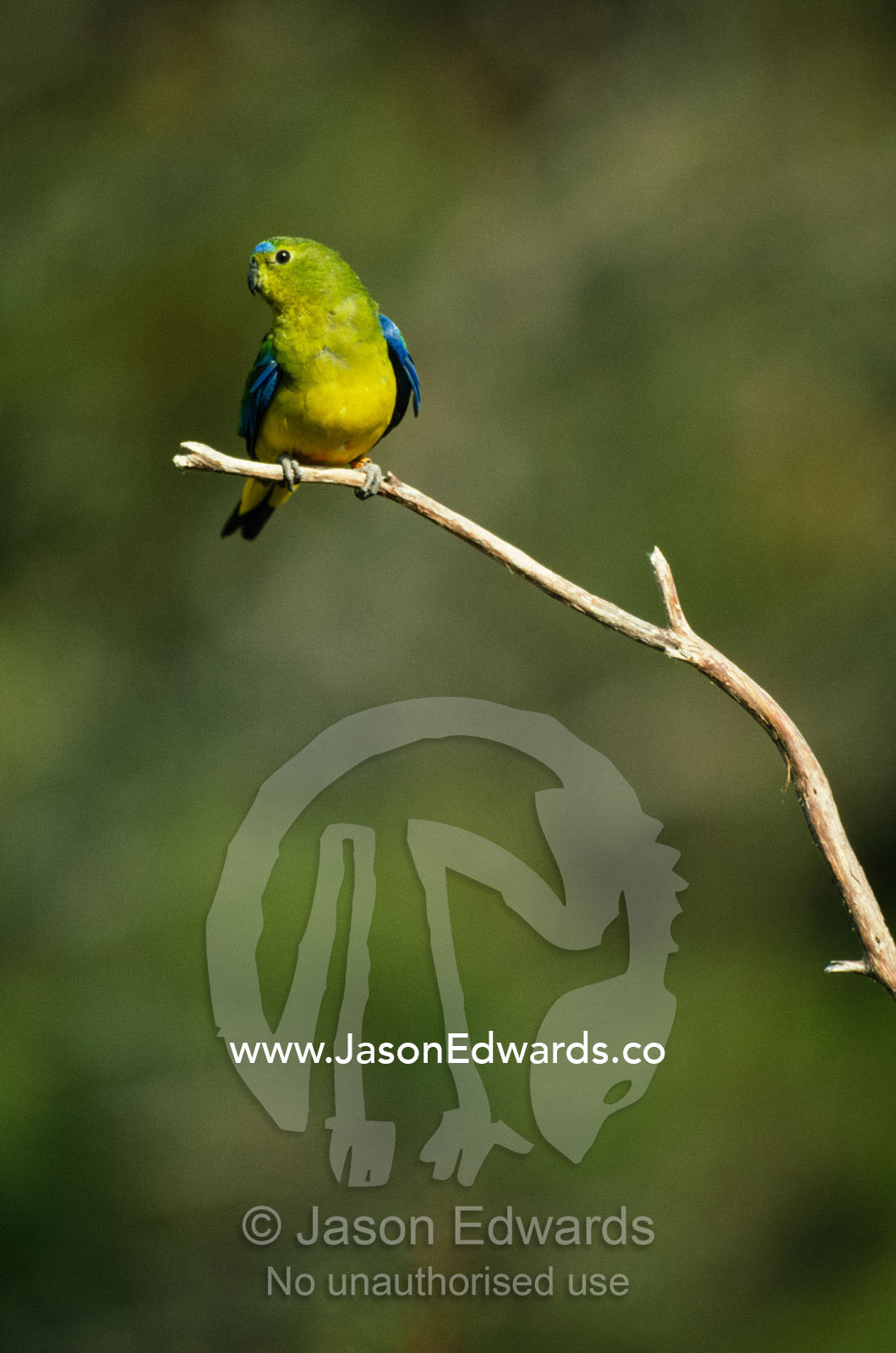 A free-ranging endangered orange-bellied parrot with a research tag. Melaleuca, Tasmania, Australia.