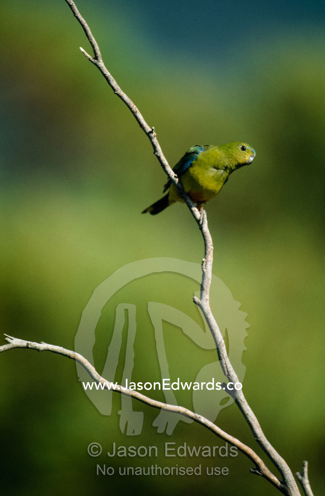 A free-ranging endangered orange-bellied parrot with a research tag. Melaleuca, Tasmania, Australia.