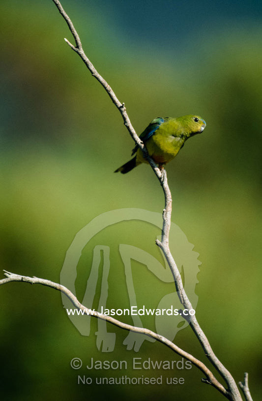 A free-ranging endangered orange-bellied parrot with a research tag. Melaleuca, Tasmania, Australia.