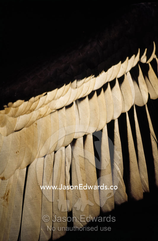 Close up of the feathers on an outstretched wing of an Andean condor. Bronx Zoo, New York.
