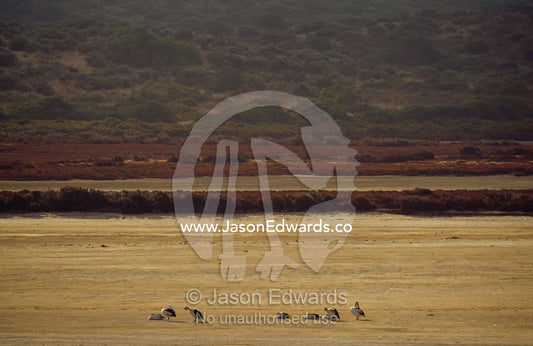 A flock of Australian pelican preen and roost on a mud spit at sunset. Coorong National Park, South Australia.