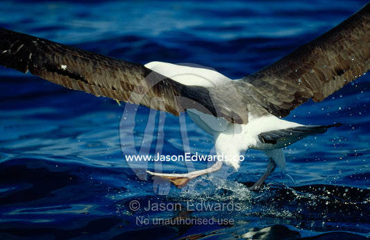 An endangered shy albatross runs across water to take flight. Continental Shelf off Eden, New South Wales, Australia.