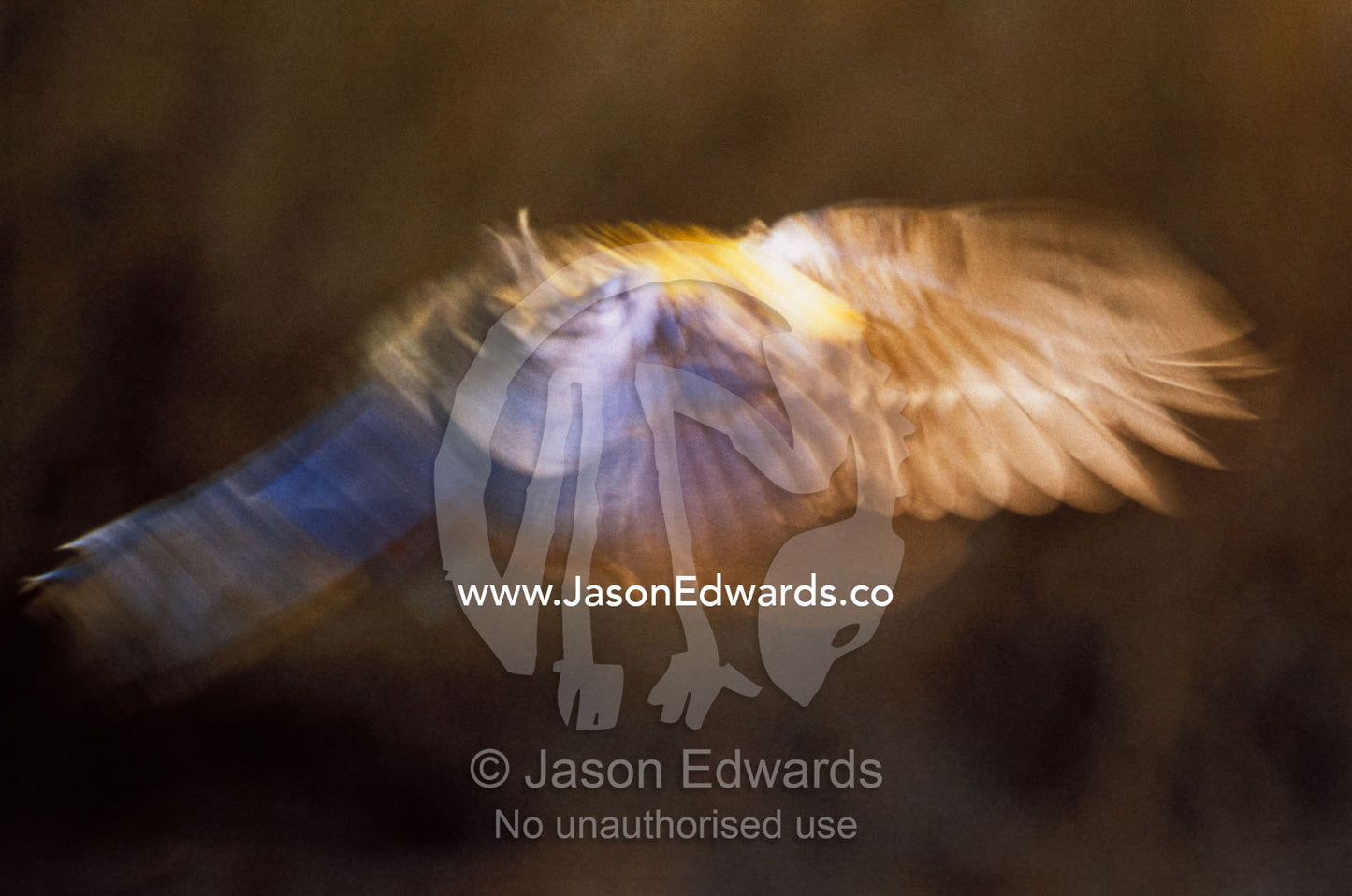 A pale-headed rosella moves its wings in flight. Epping National Park (Scientific), Queensland, Australia.