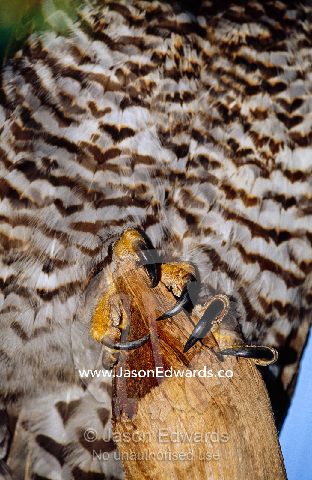 Close up of the belly feathers and powerful claws of a powerful owl. Healesville Sanctuary, Victoria, Australia.