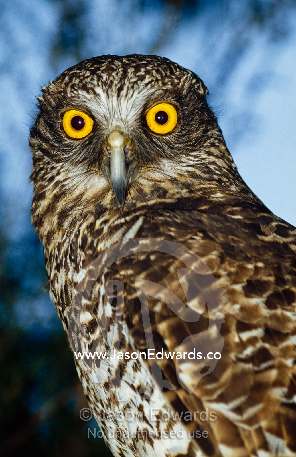 Portrait of a powerful owl with golden eyes and a curious wise look. Healesville Sanctuary, Victoria, Australia.