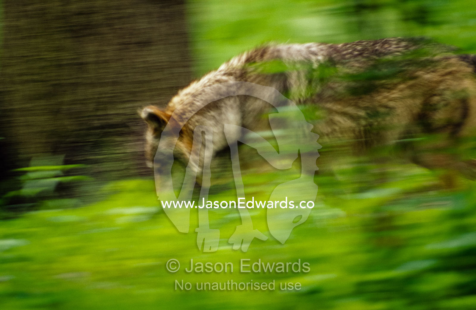 An endangered Mexican grey wolf runs through a forest. Bronx Zoo, New York, New York.