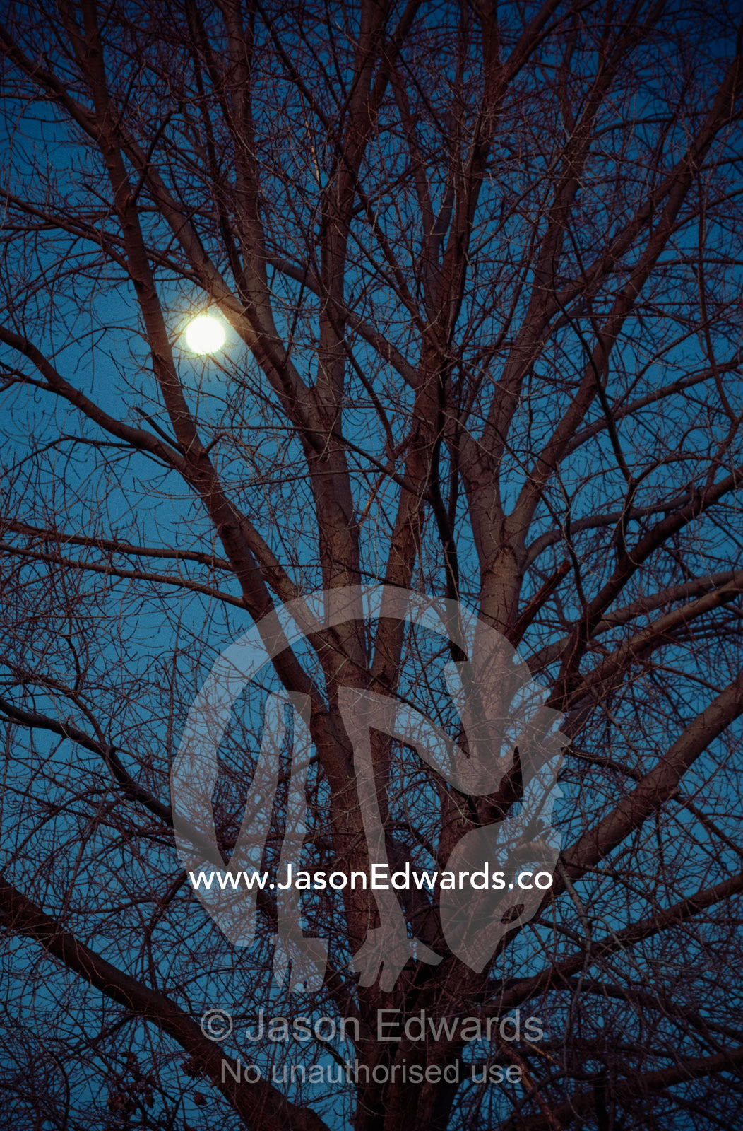 Moonrise through silver poplar branches in early winter. Parkeville, Victoria, Australia.