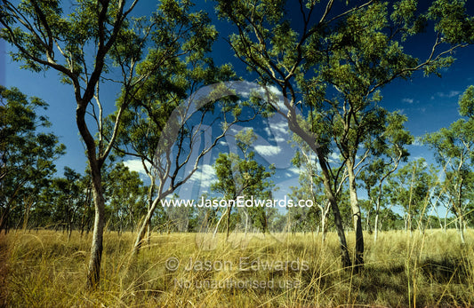 Eucalyptus gum trees stand in grassland in a Top End habitat. Kimberley Ranges, Karijini National Park, Western Australia.