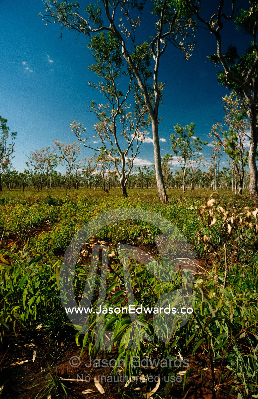 New eucalyptus tree suckers emerge from the ground after a bush fire. Kimberley Ranges, Western Australia.