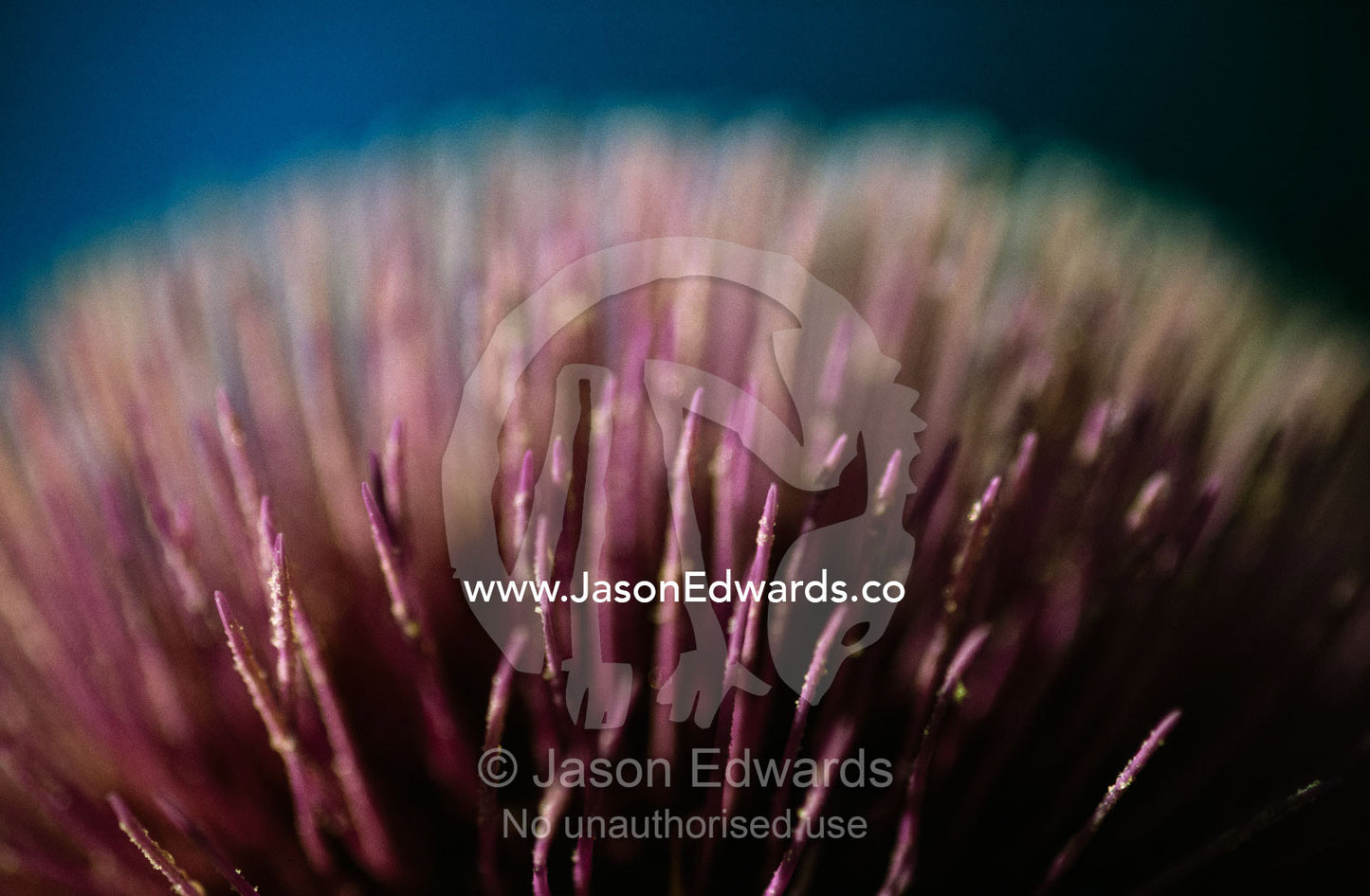 Detail of an introduced feral Scottish Thistle flower. Adelaide, South Australia.