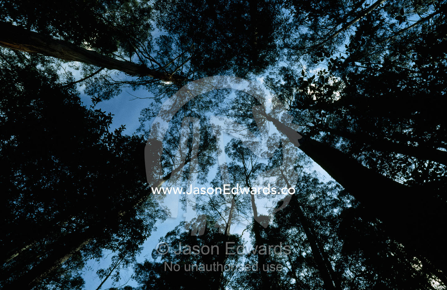 The world's tallest flowering plant, the mountain ash forest canopy. Yarra Ranges National Park, Victoria,  Australia.