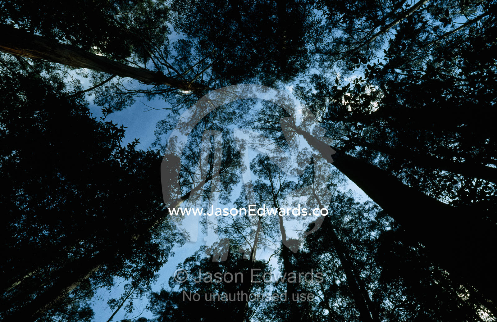 The world's tallest flowering plant, the mountain ash forest canopy. Yarra Ranges National Park, Victoria,  Australia.