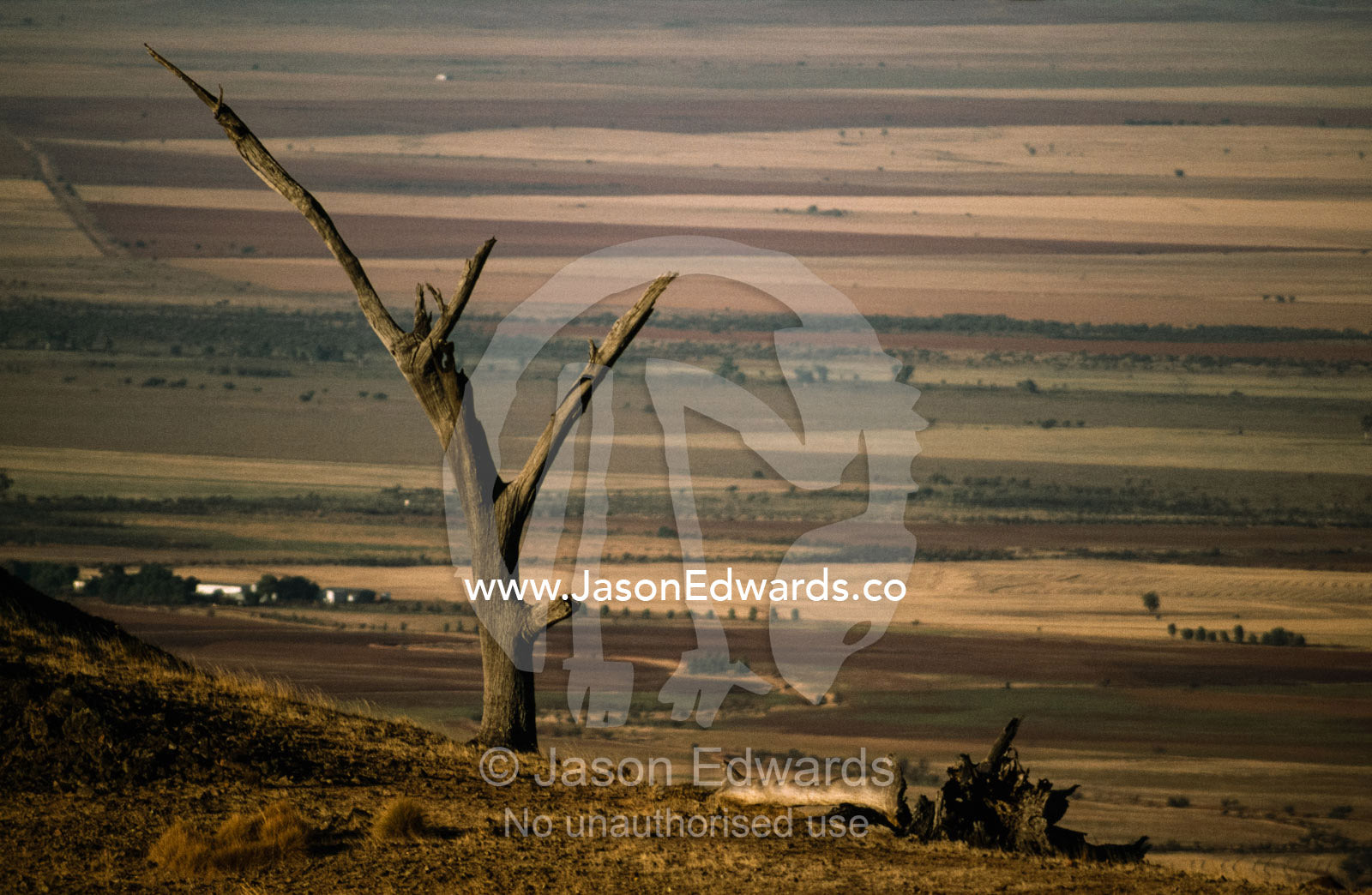 A dead tree overlooking heavily farmed arid farmland. Kimberley Ranges, Western Australia.