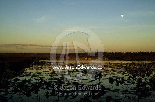 Moonrise and sunset afterglow over a water lily covered billabong. Kakadu National Park, Northern Territory, Australia.