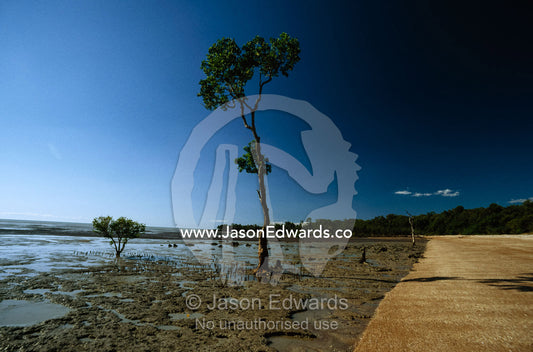 A mangrove tree emerging from a coastal tidal flat on at low tide. Kakadu National Park, Northern Territory, Australia.