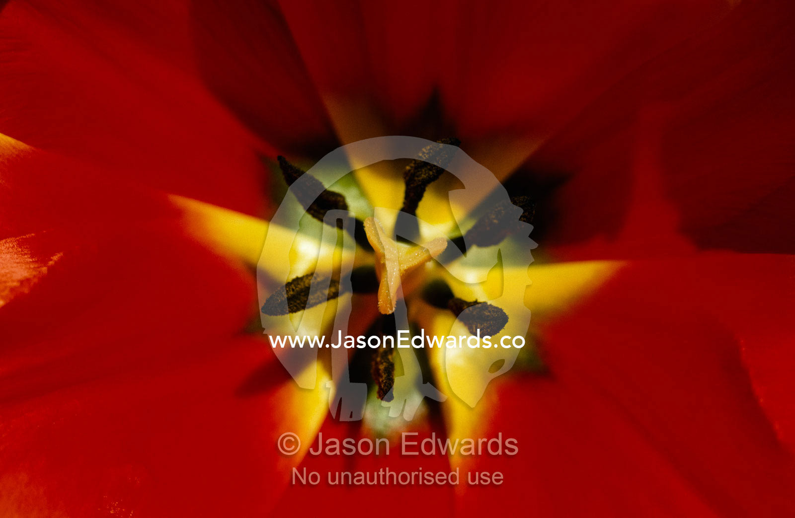 The stamens and pistil of a bright red tulip flower. Carlton North, Victoria, Australia.