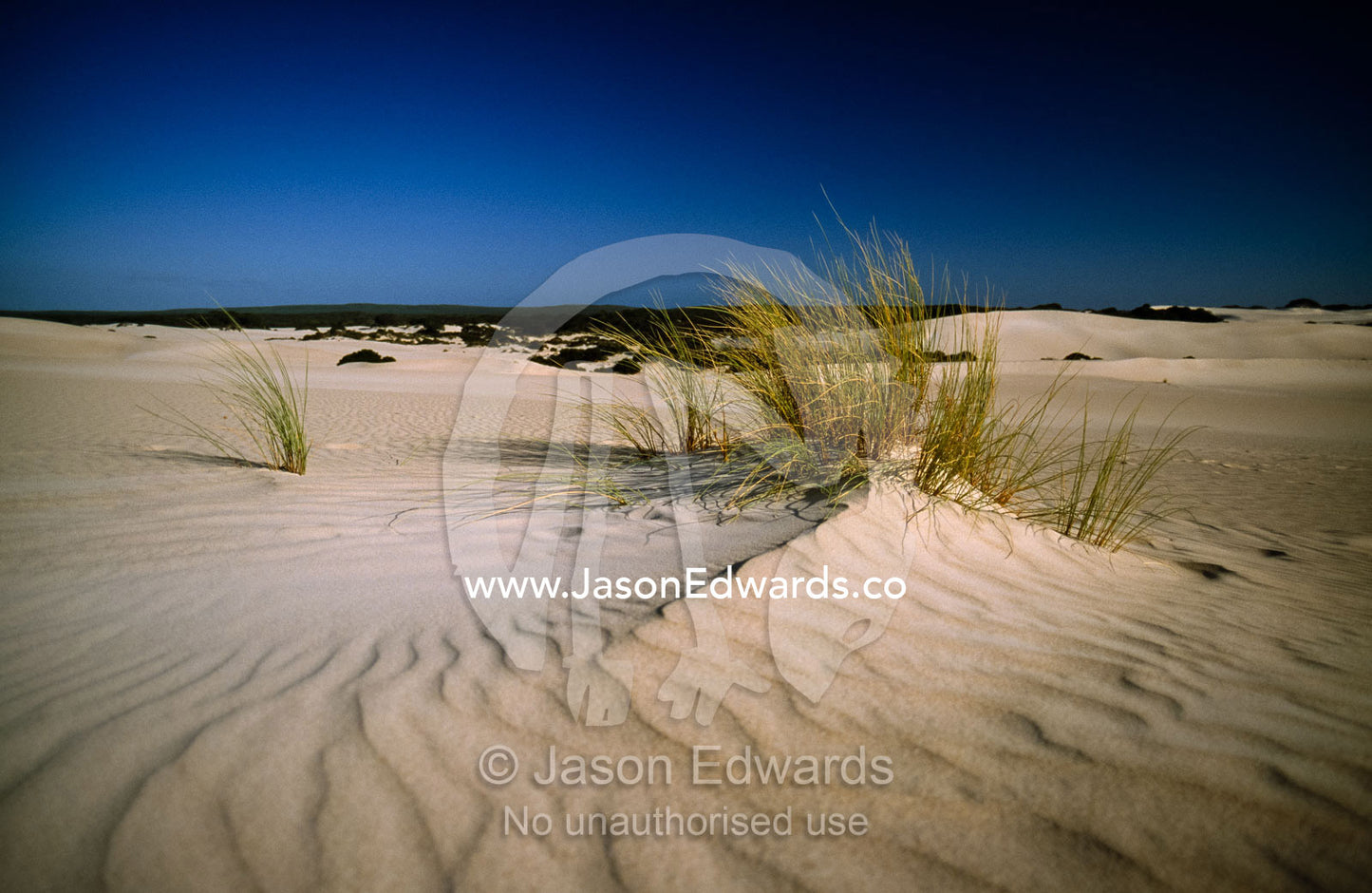 Wind formed sand patterns in sand dunes and desert grasses. Little Sahara, Kangaroo Island, South Australia.