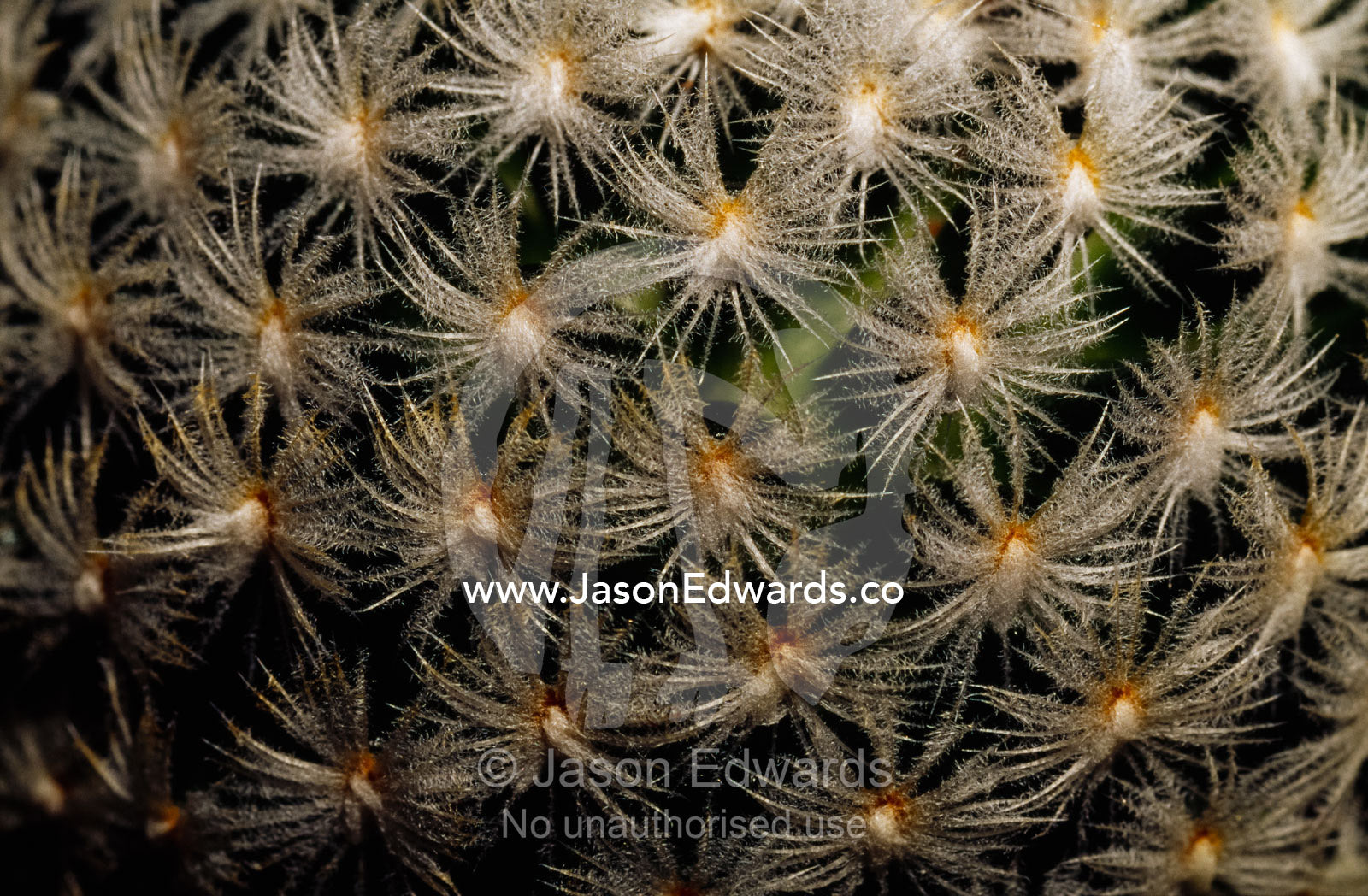 Cactus flowers on the Mammillaria duwei cactus. Collectors Corner, Springvale, Victoria, Australia.