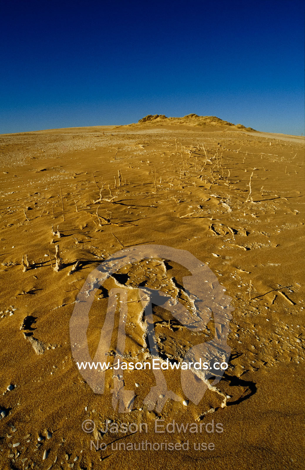 Petrified plant fossils exposed by mobile sand dunes. The Hummocks, Coorong National Park, Younghusband Penninsula, South Australia.