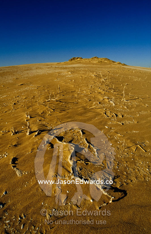 Petrified plant fossils exposed by mobile sand dunes. The Hummocks, Coorong National Park, Younghusband Penninsula, South Australia.