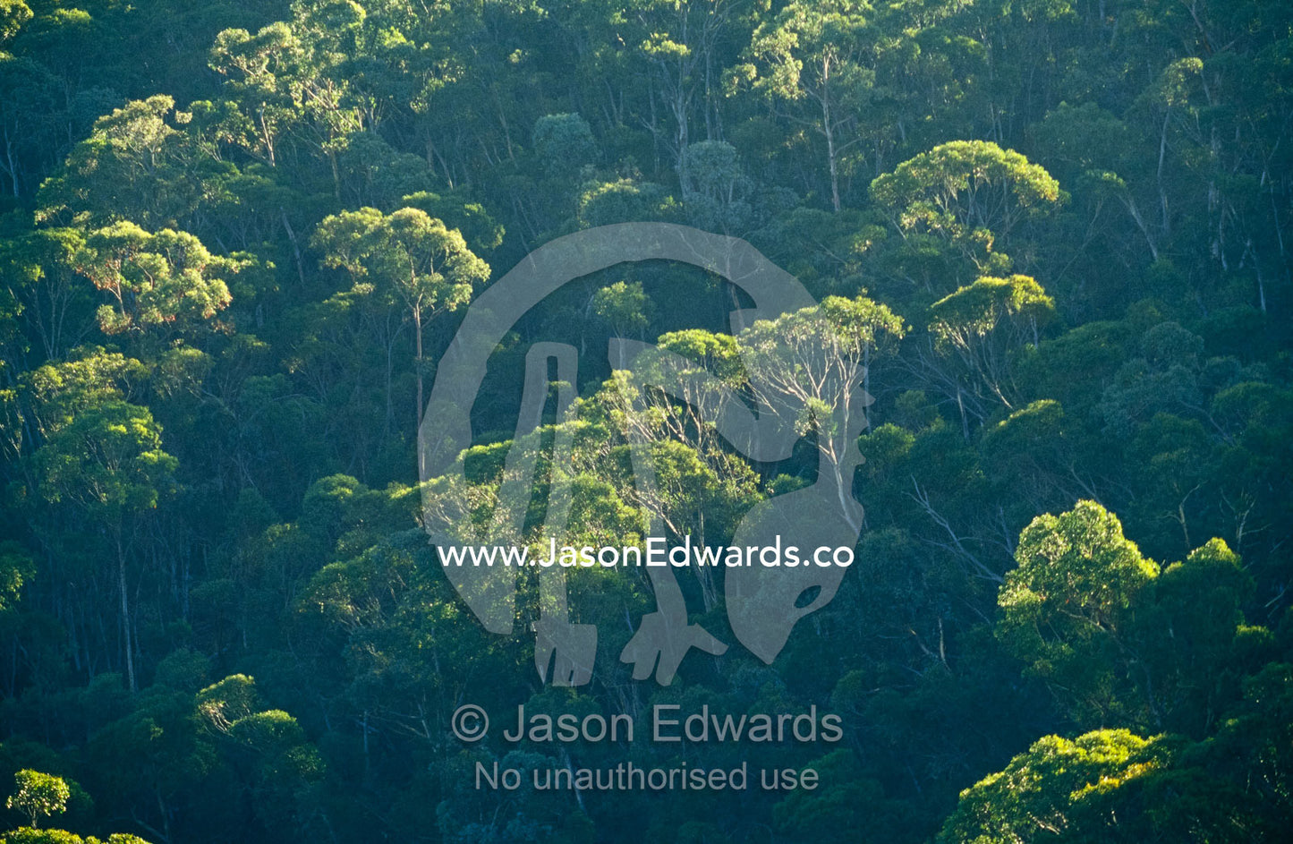 Late afternoon light catching the leaves of a eucalyptus forest. Alpine National Park, Cobungra Station,  Victoria, Australia.