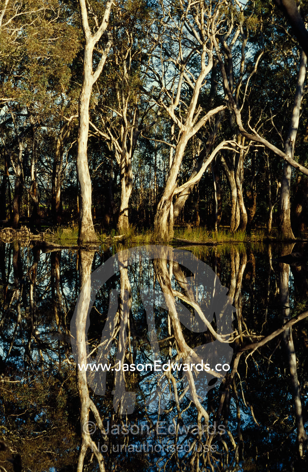 Rough-barked manna and blue-gum trees reflected in a wetland at dawn. Ropers Wetland, Cygnet River Valley, Kangaroo Island, South Australia.
