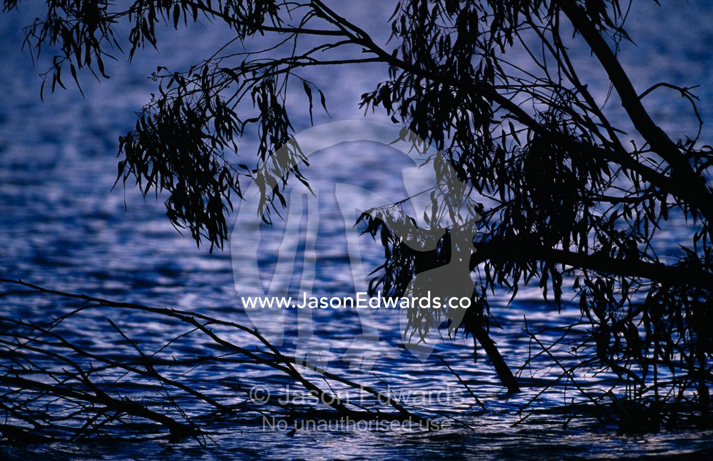 A tree in a storm hangs over wetland on a cold and icy winter day. Kingston on Murray, South Australia.