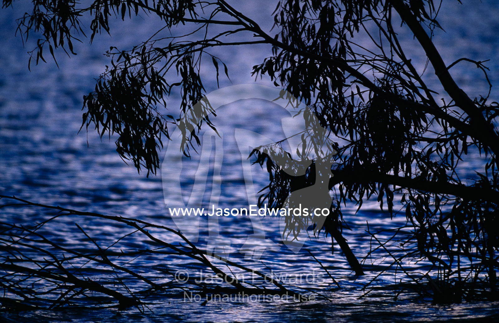 A tree in a storm hangs over wetland on a cold and icy winter day. Kingston on Murray, South Australia.