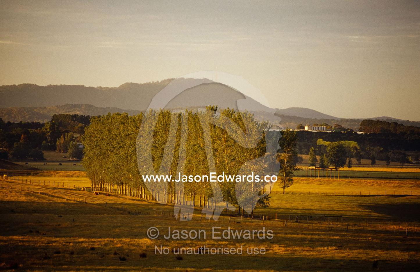 A poplar tree wind break on an isolated farm at dawn. Yarra Valley, Victoria, Australia.