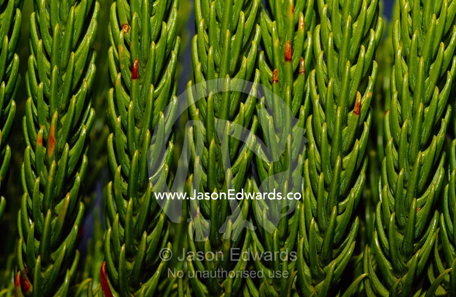Texture detail of bright green pine tree needles. Tathra, New South Wales, Australia.
