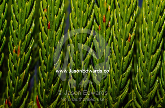Texture detail of bright green pine tree needles. Tathra, New South Wales, Australia.