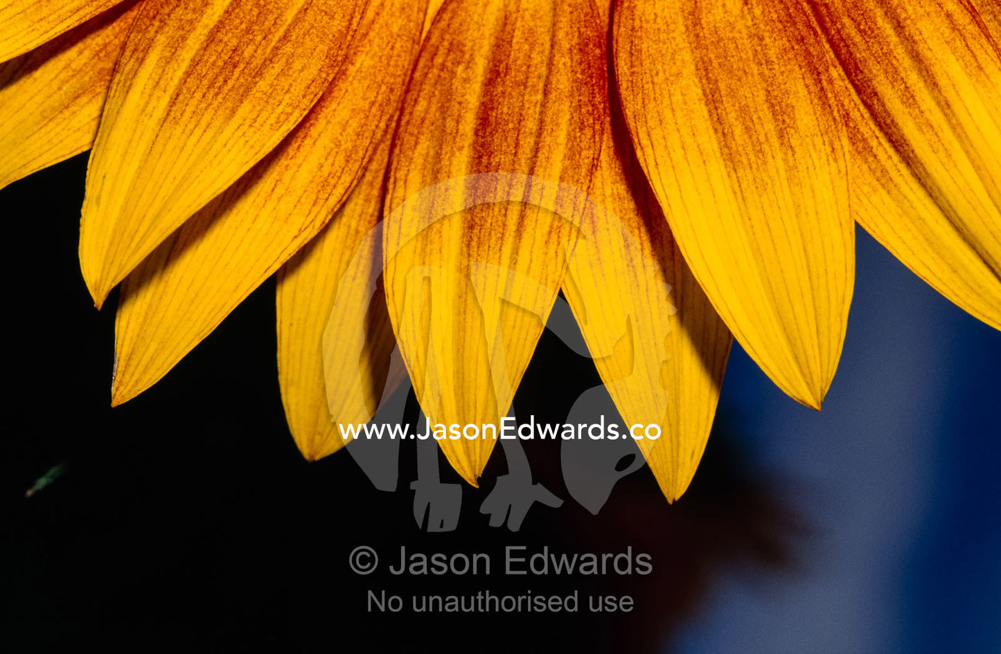 A close up of healthy sunflower petals. North Carlton, Victoria, Australia.