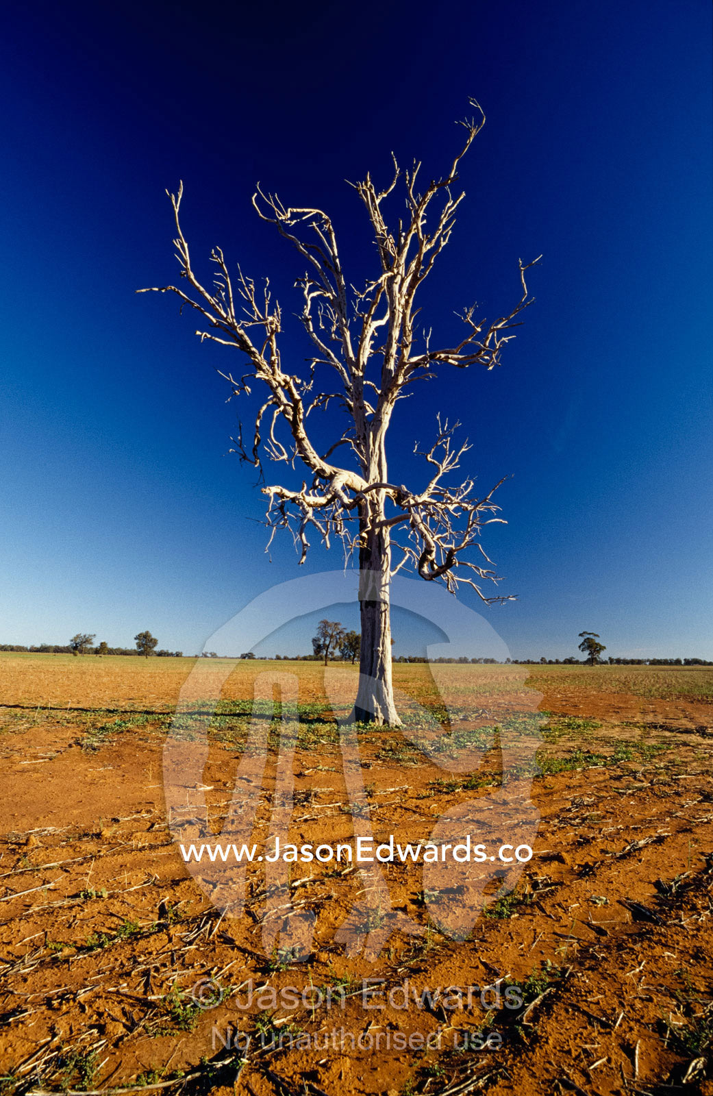 Devastated crops in a drought stricken field around a dead tree. outback New South Wales near Deniliquin, Australia.