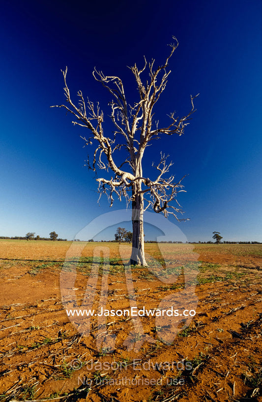 Devastated crops in a drought stricken field around a dead tree. outback New South Wales near Deniliquin, Australia.