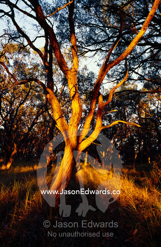The trunk of a silver-leafed stringybark, Eucalyptus cephalocarpa. Yellingbo Nature Conservation Reserve, Victoria, Australia.