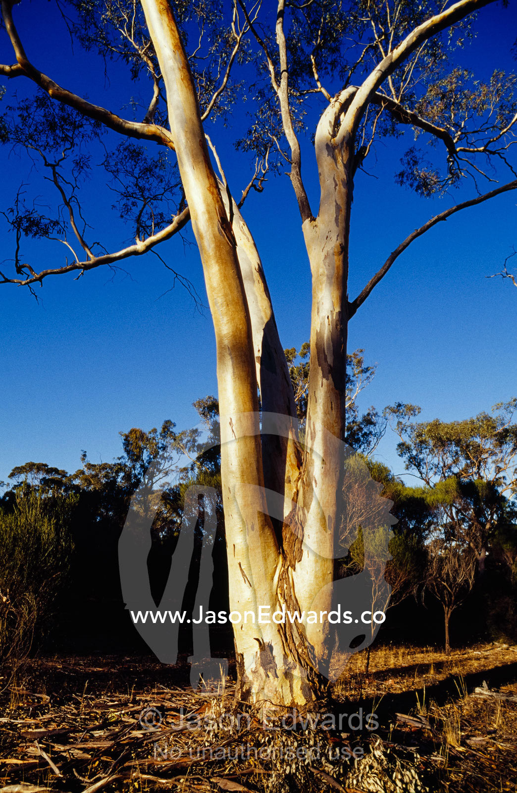 A yellow gum, Eucalyptus leucoxylon, tree trunk at sunset. Kooyoora State Park, Victoria, Australia.