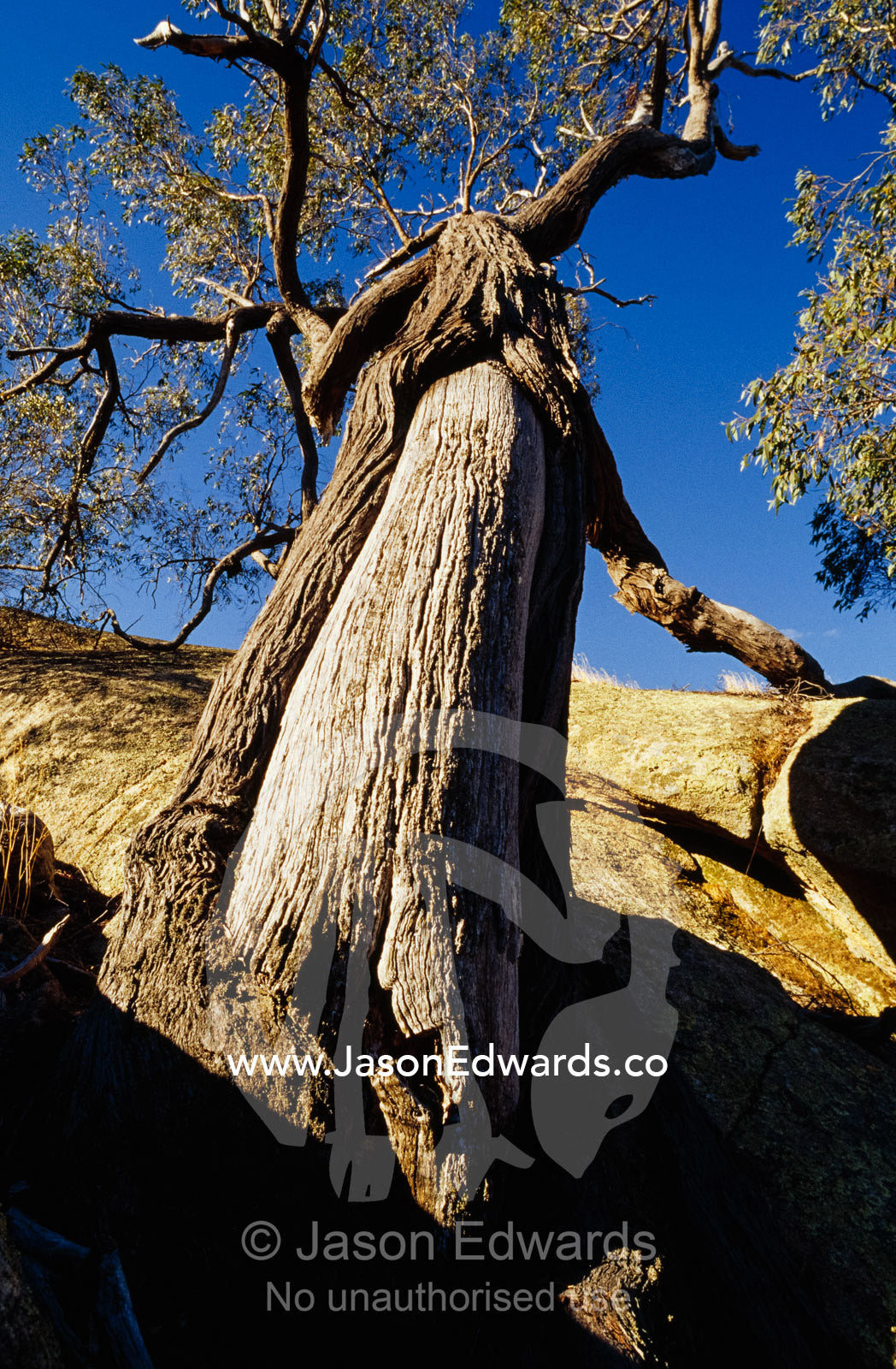 A scarred grey box tree used to make coffins by aboriginal people. Kooyoora State Park, Victoria, Australia.