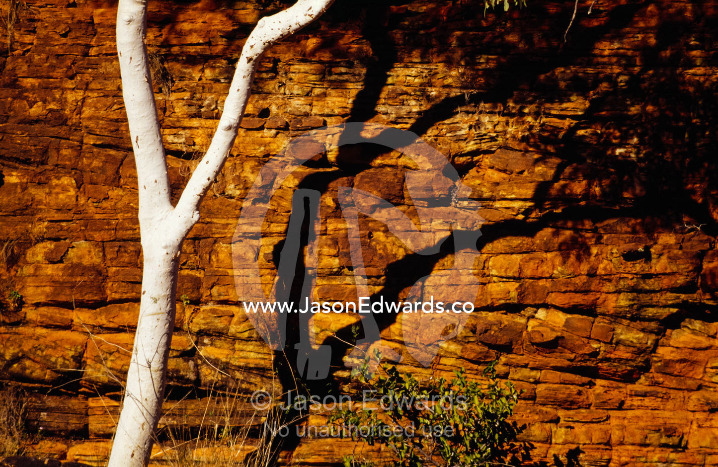 A ghost gum eucalyptus tree casts a shadow on a canyon wall face. Watarrka National Park, Northern Territory, Australia.