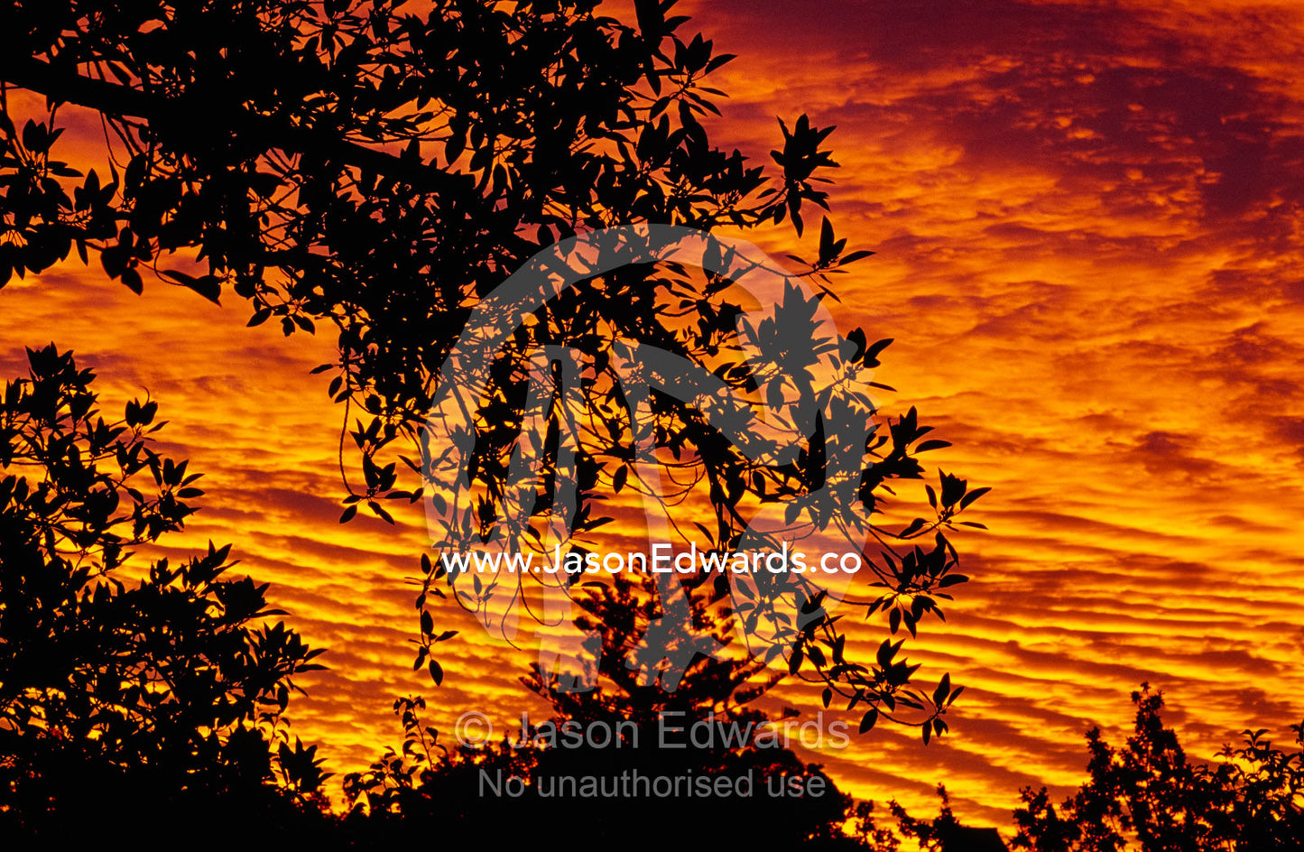Leaves of a tree canopy silhouetted against flaming sunset clouds. Carlton Gardens, Victoria, Australia.