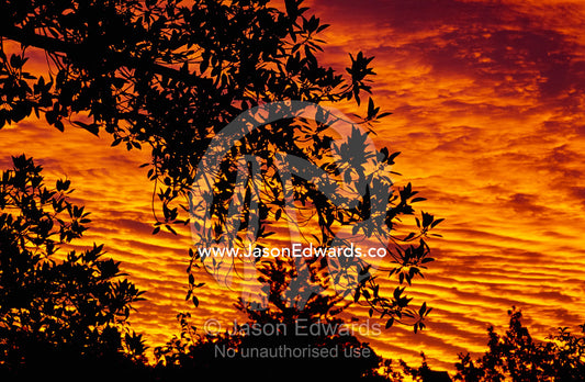 Leaves of a tree canopy silhouetted against flaming sunset clouds. Carlton Gardens, Victoria, Australia.